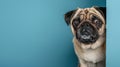 Pug dog peeks out from behind a corner on a blue background. Pet. Animals