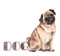 Pug dog pictures for alphabet blocks