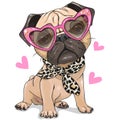 Pug Dog with pink glasses and scarf isolated Royalty Free Stock Photo