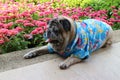 Pug dog portrait, cute, old age, smiling, see funny teeth in the garden Royalty Free Stock Photo