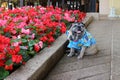 Pug dog portrait, fat dog,old age, smiling, see funny teeth in the garden Royalty Free Stock Photo