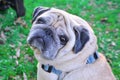 Pug dog portrait on grass background. Pug looks around. Close-up Royalty Free Stock Photo