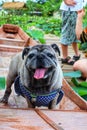 Pug Dog Portrait, Old Age, Looking At The Camera And Smiling, Happy, Natural Background