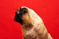 Pug Dog Portrait In Profile On Red Background. Christmas Pet