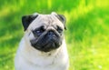 Pug Dog Portrait Purebred On A Blurred Background Of Gr