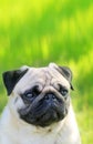 Pug dog portrait purebred isolated on a blurred background of gr