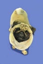 Pug Dog Portraits Royalty Free Stock Photo