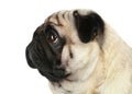 Pug dog profile