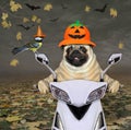 Pug in pumpkin helmet rides moped 2 Royalty Free Stock Photo