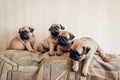 Pug dog puppies sitting on couch. Little puppies having fun. Breeding dogs Royalty Free Stock Photo