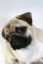 Pug dog, puppy portrait Royalty Free Stock Photo