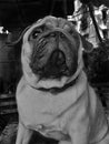 A pug dog puppy potrait in black and white monochromatic Royalty Free Stock Photo