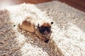 Pug dog puppy sleeping on carpet at home. Little puppy crawling
