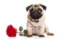 pug dog with red rose in its mouth isolated on white background Royalty Free Stock Photo