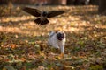 Pug Dog is Running on autumn Leaves Ground. Open Mouth. Crow in Royalty Free Stock Photo