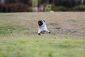 Pug dog running on green grass with happiness and having fun Royalty Free Stock Photo