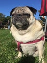 Pug dog sat on grass in a field Royalty Free Stock Photo