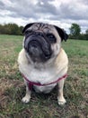 Pug dog sat on grass Royalty Free Stock Photo