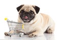 Pug dog with shopping cart Royalty Free Stock Photo