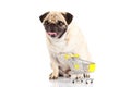 Pug dog shopping trolly isolated on white background. shopper Royalty Free Stock Photo