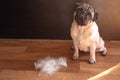 pug dog sits on the floor next to a pile of wool after combing out. concept of seasonal pet molting.