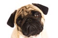 The pug dog sits and looks directly into the camera. Sad big eye Royalty Free Stock Photo