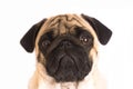 The pug dog sits and looks directly into the camera. Sad big eye Royalty Free Stock Photo