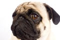 The pug dog sits and looks directly into the camera. Sad big eye Royalty Free Stock Photo