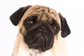 The pug dog sits and looks directly into the camera. Sad big eye Royalty Free Stock Photo