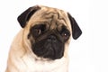 The pug dog sits and looks directly into the camera. Sad big eye Royalty Free Stock Photo