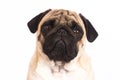 The pug dog sits and looks directly into the camera. Sad big eye Royalty Free Stock Photo