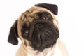 The pug dog sits and looks directly into the camera. Sad big eye Royalty Free Stock Photo