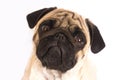 The pug dog sits and looks directly into the camera. Sad big eye Royalty Free Stock Photo