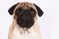 The pug dog sits and looks directly into the camera. Sad big eye Royalty Free Stock Photo