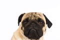 The pug dog sits and looks directly into the camera. Sad big eye Royalty Free Stock Photo