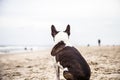 Pug dog sitting on the beach Royalty Free Stock Photo