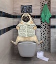 Pug reads newspaper on toilet bowl 3 Royalty Free Stock Photo