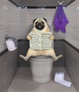 Pug reads newspaper on toilet bowl 2 Royalty Free Stock Photo