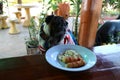 Pug dog sitting on wooden chair Have sausages and fried eggs laid in blue plate.