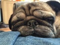 PUG DOG SLEEPING CLOSE up