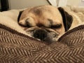 PUG DOG SLEEPING CLOSE up