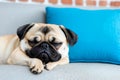 A pug dog sleeping on a couch with a blue pillow Royalty Free Stock Photo