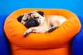 A pug dog sleeping on an orange and blue chair Royalty Free Stock Photo