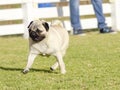 Pug dog