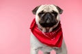 Pug dog standing and looking at camera Royalty Free Stock Photo