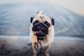 Pug dog by standing in river and biting stick. Happy puppy having fun outdoors. Dog playing in water