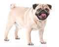 Pug, the dog stands on four legs and looks very funny.