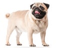 Pug, the dog stands on four legs and looks very funny. Royalty Free Stock Photo