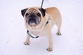 A pug dog stands in the snow and looks straight into the camera. Royalty Free Stock Photo