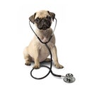 Pug dog and a stethoscope Royalty Free Stock Photo